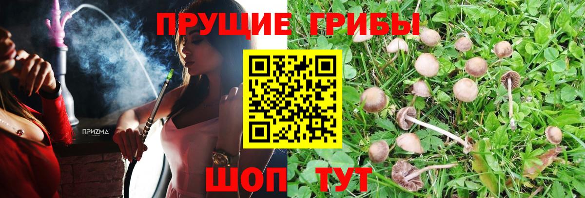 Галлюциногенные грибы прущие грибы Лесосибирск